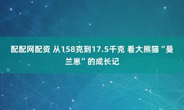 配配网配资 从158克到17.5千克 看大熊猫“曼兰崽”的成长记